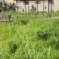 Senatore (Prima Cava): “La villetta di San Cesareo ormai è una foresta pluviale!"