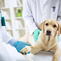 Tagliano orecchie al cane per concorso di bellezza: a processo 