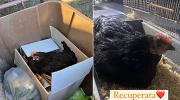 Gettata in un bidone dell'umido e lasciata lì a morire: gallina salvata a Cava de’ Tirreni