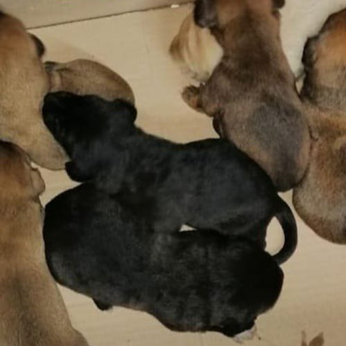 Abbandonati in un sacchetto di carta chiuso: cuccioli salvati dai carabinieri nell'Avellinese 