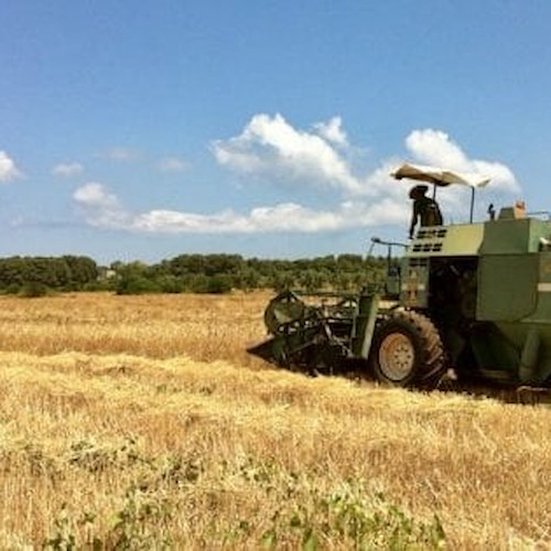 Agricoltura: in Italia 15% superficie coltivata a biologico
