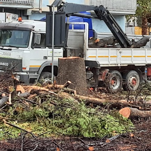 Alberi pericolosi abbattuti a San Marzano sul Sarno, sindaca Zuottolo: «Evitiamo la tragedia di Cava de’ Tirreni»