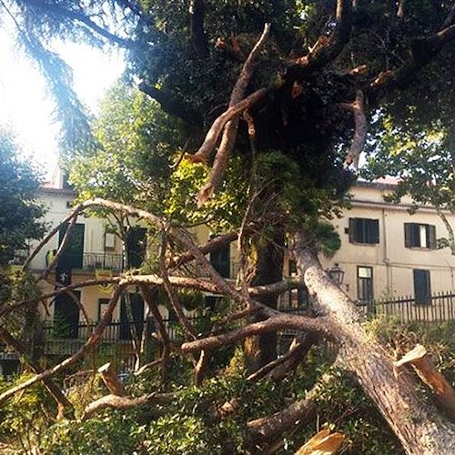Albero caduto in villa, i provvedimenti per la sicurezza