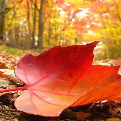 Arrivederci estate, con l'equinozio d'autunno comincia lunedì la stagione romantica