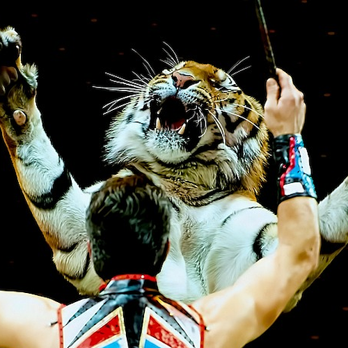 «Basta animali al circo», a Cava de' Tirreni la manifestazione contro lo sfruttamento degli animali 