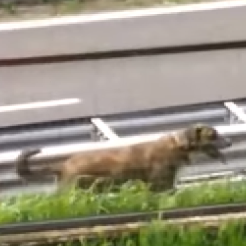 Bloccato in autostrada, cane salvato dalla polizia a Cava de' Tirreni 