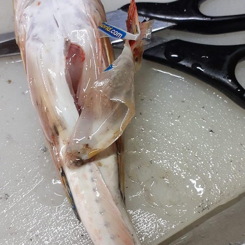 Bustina di plastica all’interno di un coccio preso in pescheria a Salerno: l'amara scoperta del sindaco di Baronissi
