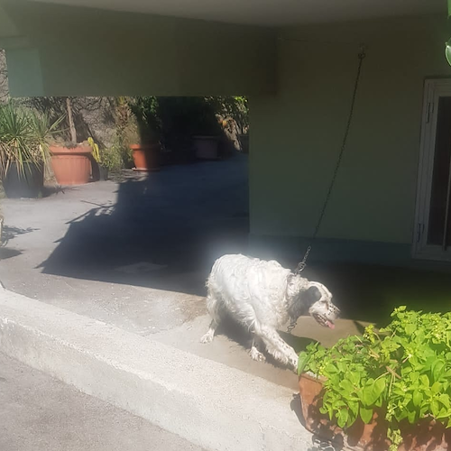 Cane tenuto alla catena a Salerno: interviene l'Anpana Cava de' Tirreni