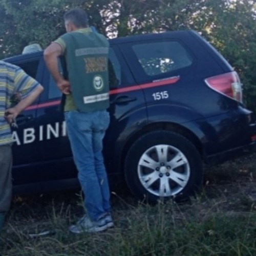 Cane tenuto alla catena ad Oliveto Citra, liberato dai militari. Sanzionato il proprietario