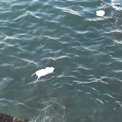 Cane trovato morto in acqua, macabra scoperta a Salerno 