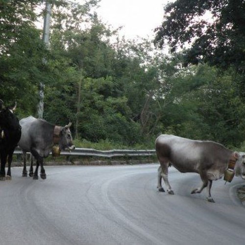 Carabinieri e Polizia Locale per fermare una mandria di mucche allo sbando