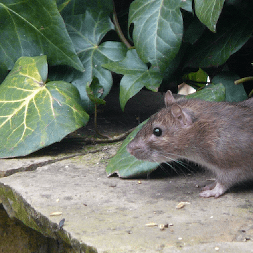 Cava, commercianti segnalano topi di grosse dimensioni nei giardini di via Caliri 