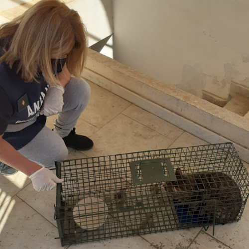 Cava de' Tirreni, 20 gatti abbandonati in appartamento: Metellia e Asl per sanificazione e sterilizzazione 