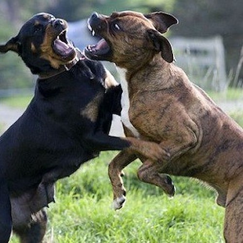 Cava de' Tirreni: a guinzaglio sciolto aggredisce un altro cane, Polizia Locale multa proprietario