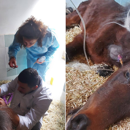 Cava de' Tirreni, aggiornamenti sulle condizioni del pony Luce. I volontari: «È seguita da cinque medici veterinari» 