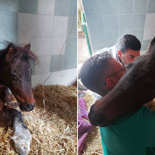 Cava de' Tirreni, aggiornamenti sulle condizioni del pony Luce. I volontari: «È seguita da cinque medici veterinari» 