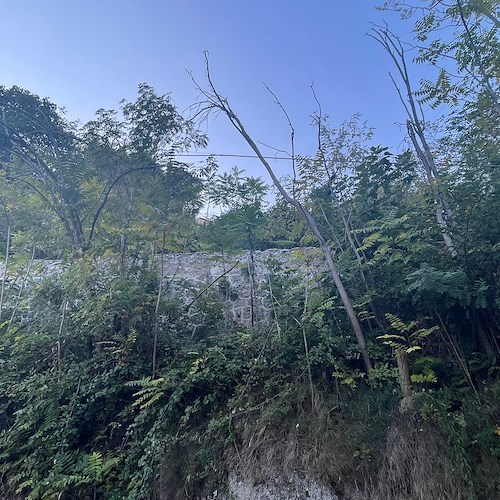 Cava de' Tirreni, alberi a rischio crollo in via S. Benedetto: residenti sollecitano interventi / FOTO