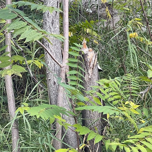 Cava de' Tirreni, alberi a rischio crollo in via S. Benedetto: residenti sollecitano interventi / FOTO