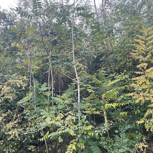 Cava de' Tirreni, alberi a rischio crollo in via S. Benedetto: residenti sollecitano interventi / FOTO