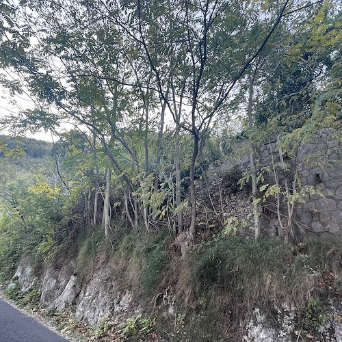 Cava de' Tirreni, alberi a rischio crollo in via S. Benedetto: residenti sollecitano interventi / FOTO