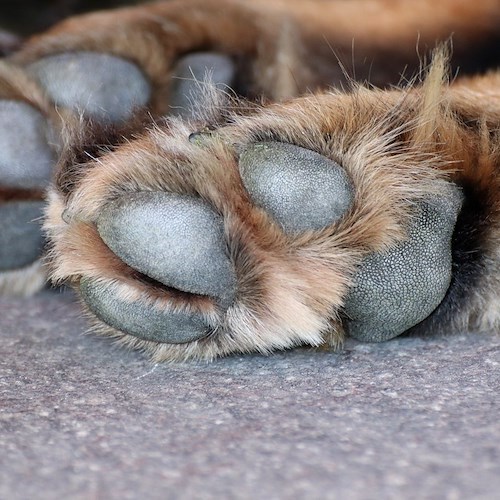 Cava de' Tirreni, allarme bocconi avvelenati: cane muore a Passiano 