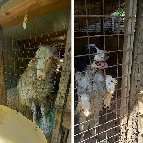 Cava de' Tirreni, cane incatenato e caprini in spazi ristretti: proprietario sanzionato 