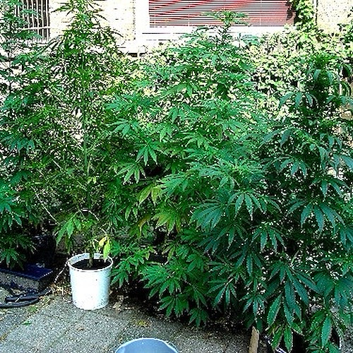 Cava de’ Tirreni, Carabinieri scoprono 24 piante di marijuana su terrazzo di pregiudicato