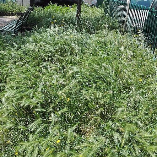 Cava de’ Tirreni: erba incolta nei giardini di Via Sala, è polemica su Facebook [FOTO]