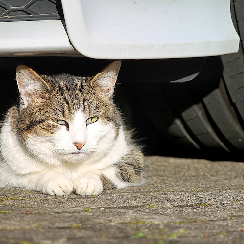 Cava de' Tirreni, gattino nel vano posteriore di un'auto: proprietario non attende soccorsi, mette in moto e va via 