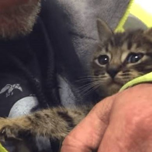 Cava de’ Tirreni, gatto intrappolato in un incavo salvato dai vigili del fuoco
