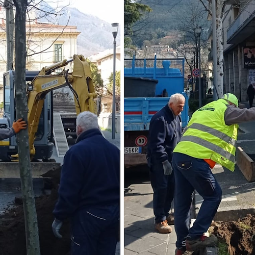 Cava de' Tirreni, in viale Garibaldi piantumati 4 platani: omaggio del Rotary Club metelliano