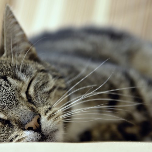 Cava de' Tirreni, investono gatti e non prestano soccorso: rabbia dei cittadini sui social 