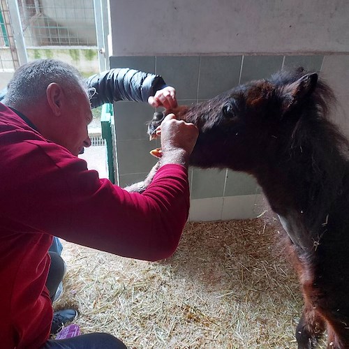 Cava de' Tirreni, la pony Luce continua a lottare per la vita. I volontari: «La strada è ancora lunga»