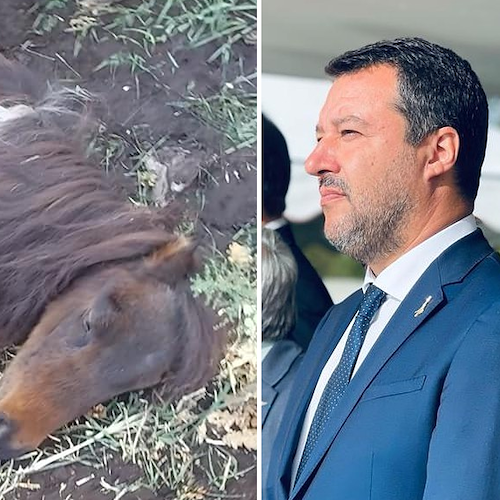 Cava de' Tirreni, la storia del pony Luce commuove Salvini: «Ma come si può essere così crudeli?»
