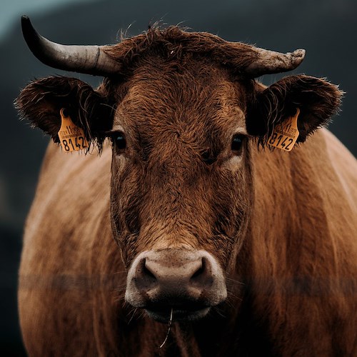 Cava de' Tirreni, mucche vaganti in località San Lorenzo: l'allarme dei residenti 
