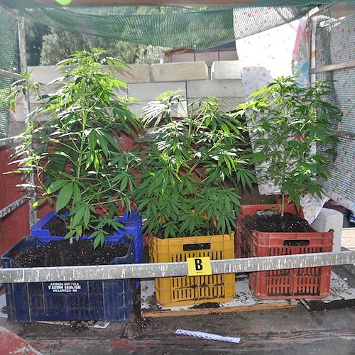 Cava de' Tirreni, scoperta serra artigianale per coltivazione di cannabis: deferito 39enne 