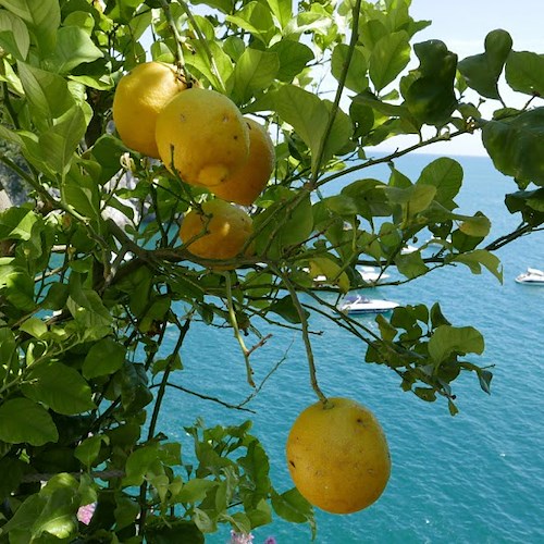 Cava de' Tirreni, torna il MAC fest: edizione dedicata al limone, simbolo della Costa d'Amalfi 