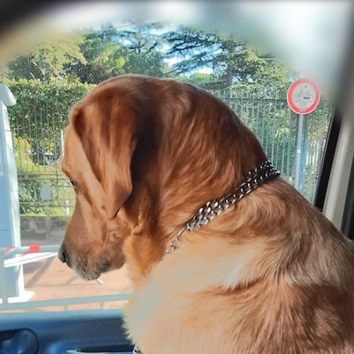 Cava, il cane Charlie orfano di Gioacchino torna a casa: indagini in corso 