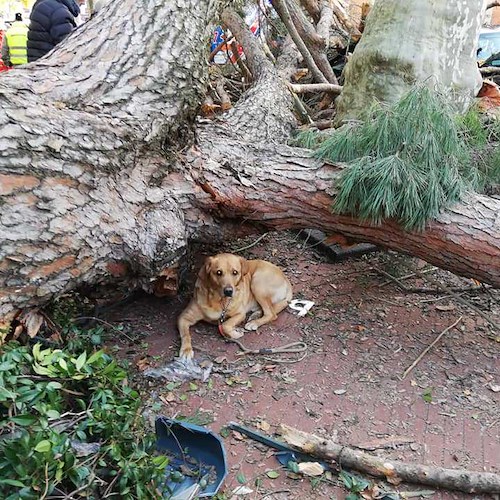 Cava, oculista 61enne schiacciato da albero: identificato dal chip del suo cane (che si è salvato)
