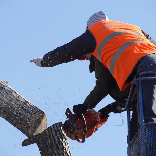 Cirielli: «Non è abbattendo gli alberi che si garantisce sicurezza a Cava de' Tirreni»