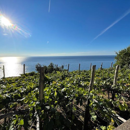 Clima e rischio in agricoltura, Caputo: «Senza il Sud, muore anche il Nord»