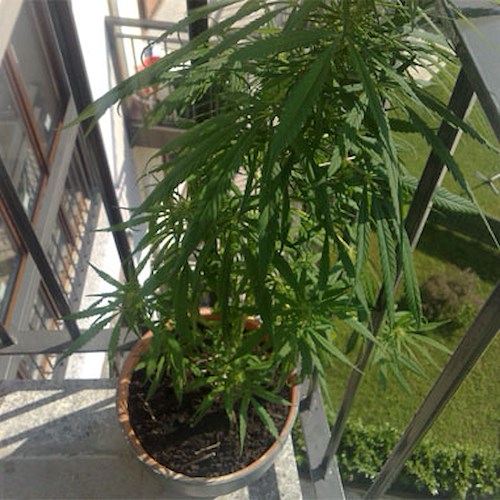 Coltivava marijuana sul terrazzo di casa, nei guai 54enne cavese