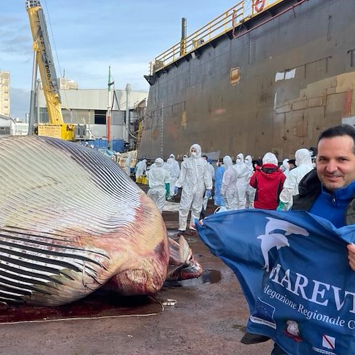 Concluso il recupero della balena di Sorrento: è la più grande mai registrata nel Mediterraneo