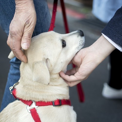 Covid, cani addestrati riconoscono positivi con sensibilità comparabile ai test