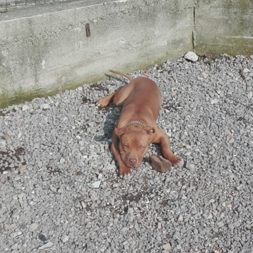 Cucciola di pitbull smarrita a Cava de' Tirreni, l'appello social del padrone: «Aiutatemi a ritrovarla»