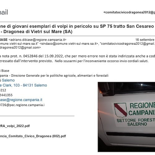 Cuccioli di volpe in pericolo sulla Sp 75 Avvocatella, Comitato Dragonea: «A breve il recupero e il trasferimento» 