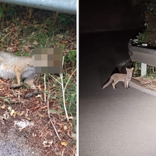 Cuccioli di volpe morti a Vietri sul Mare, Comitato Dragonea chiede controlli e sicurezza 