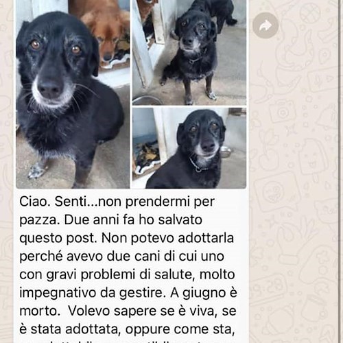 Dopo dieci anni Bea lascia il canile di Cava de' Tirreni: la padrona se n'era innamorata due anni fa 