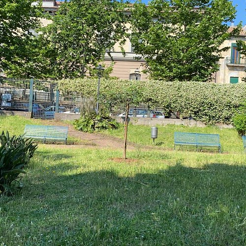 Due nuovi alberi alla Villa Comunale di Cava de' Tirreni, la donazione del cittadino Davide 