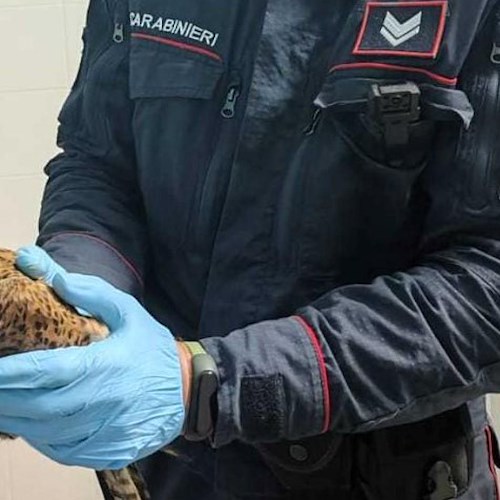Carabinieri Forestali salvano un falco ferito <br />&copy; Carabinieri